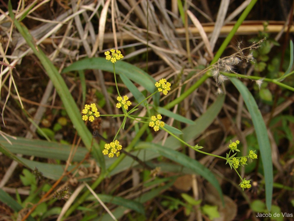 Bupleurum ramosissimum Wight & Arn.